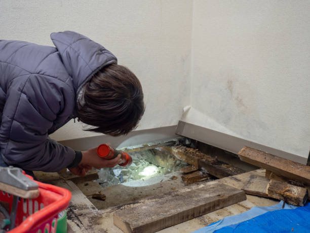  Monroe, WI Mold Removal Pros