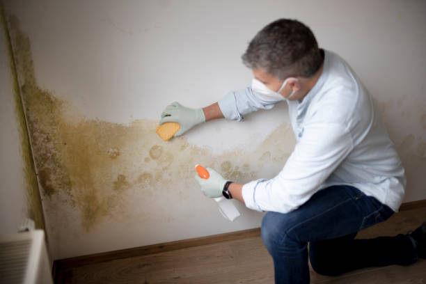 Professional Mold Removal in Monroe, WI